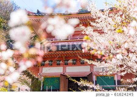 慈眼堂と桜 壷阪寺 61624245