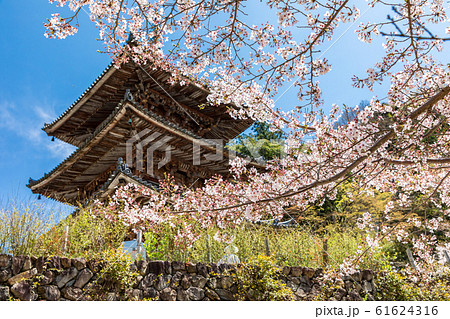 三重塔と桜 奈良壷阪寺 61624316
