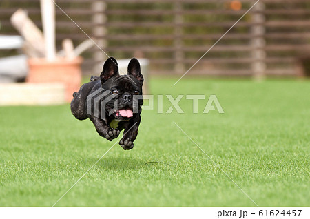 フレンチブルドッグ フレンチブルドッグ 61624457