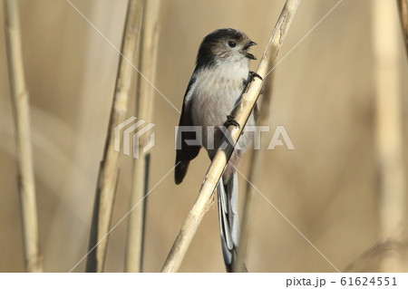 生き物　野鳥　エナガ、吠える？顔に似合わず鋭い嘴。上嘴は鉤型にとがっています 61624551