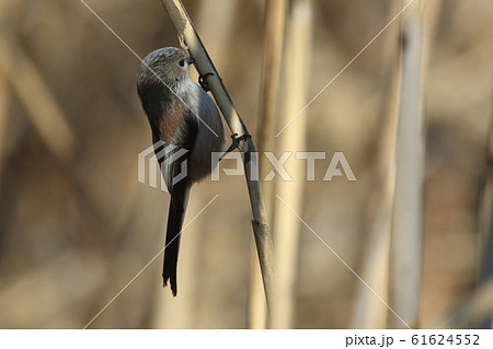 生き物　野鳥　エナガ、アシの林で食事。手慣れた様子でアシの茎をつついています 61624552