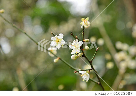 花 フラワー お花 61625687