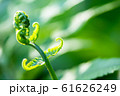 The close-up image of the fern with a blurred 61626249