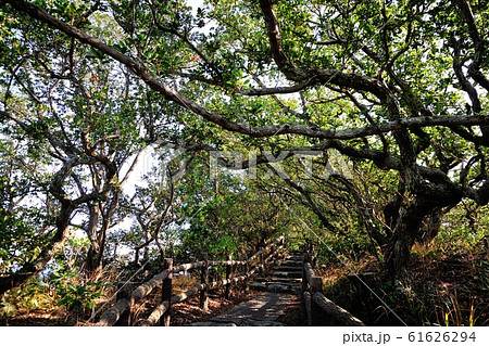 羽豆神社の社叢 61626294