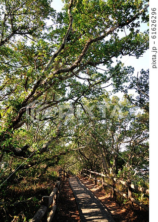 羽豆神社の社叢 61626296