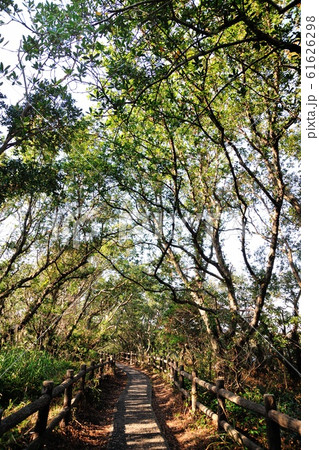 羽豆神社の社叢 61626298