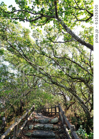 羽豆神社の社叢 61626300