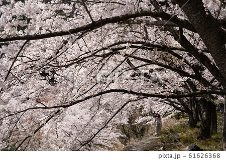奥琵琶湖パークウェイに咲く満開の桜 奥琵琶湖パークウェイに咲く満開の桜 61626368