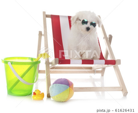 Bichon Frise in studio 61626431