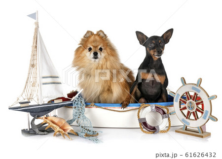 miniature pinscher and spitz 61626432