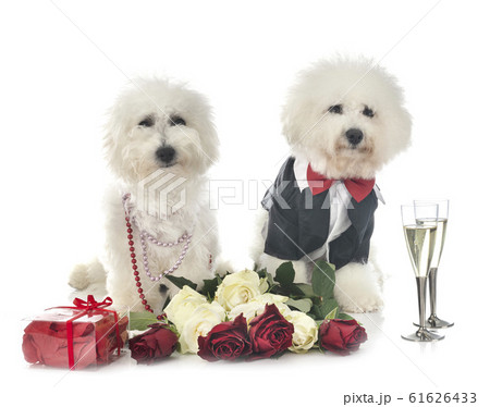 Bichon Frise and valentine day 61626433