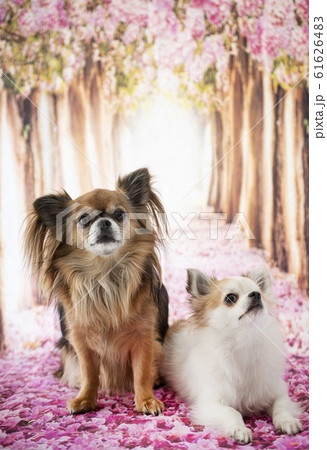 chihuahua in studio chihuahua in studio 61626483