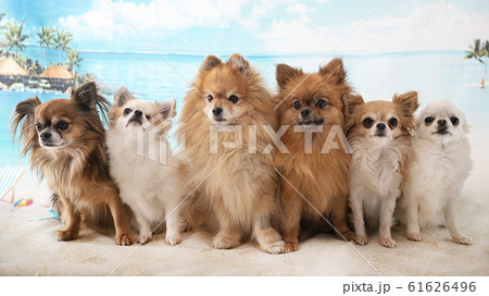 chihuahua and spitz 61626496
