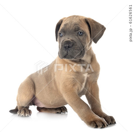 puppy cane corso puppy cane corso 61626561