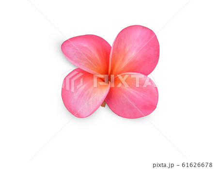 Single pink frangipani flower isolated white. 61626678
