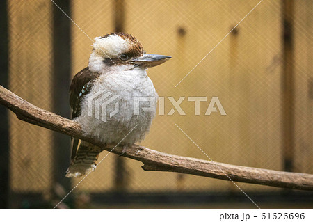 オーストラリアの野鳥 ワライカワセミの写真素材