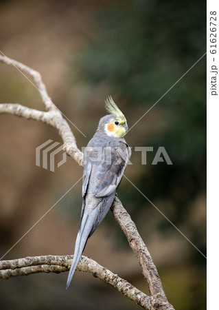 オーストラリアの野鳥 オカメインコ オーストラリアの野鳥 オカメインコ 61626728