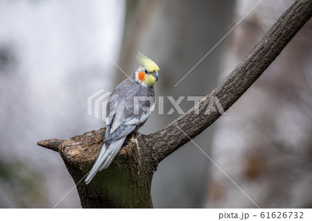 オーストラリアの野鳥　オカメインコ 61626732