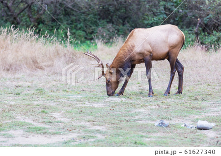 Elk Elk 61627340