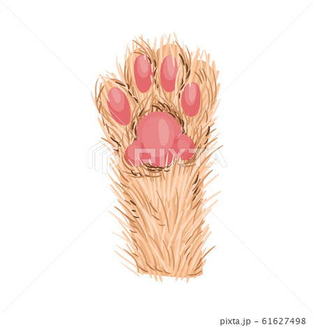 Animal Paw Isolated on White Background Vector Element. Pad with Hidden Claws 61627498