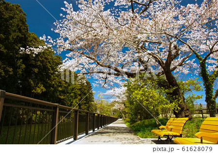 春の青葉山公園 61628079