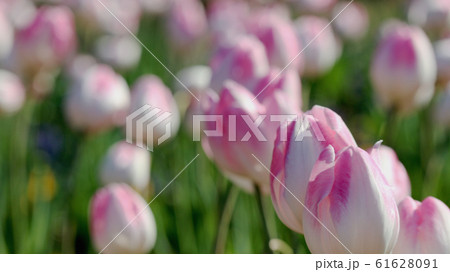 うすピンクのチューリップ 61628091