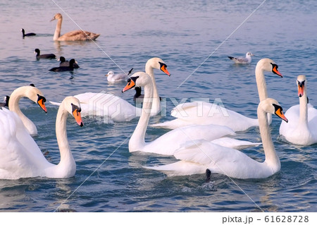 Flock of birds white swans and ducks are swimming at sea blue water. Flock of birds white swans and ducks are swimming at sea blue water. 61628728