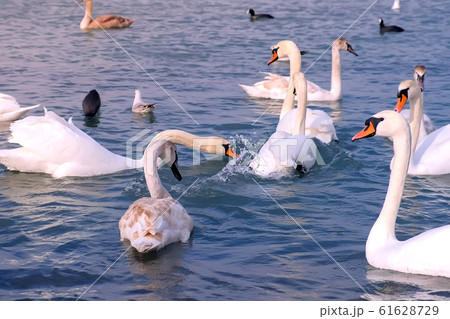 Flock of birds white swans and ducks are swimming at sea blue water. 61628729