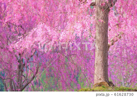 奈良県　天空の庭　高見の郷　桜 61628730