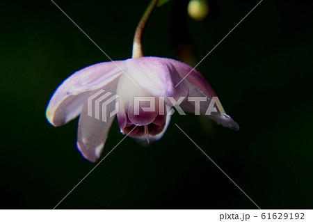 レンゲショウマ 61629192