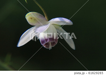 れんげしょうま れんげしょうま 61629265