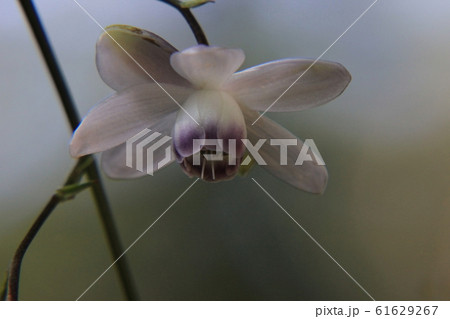 れんげしょうま れんげしょうま 61629267