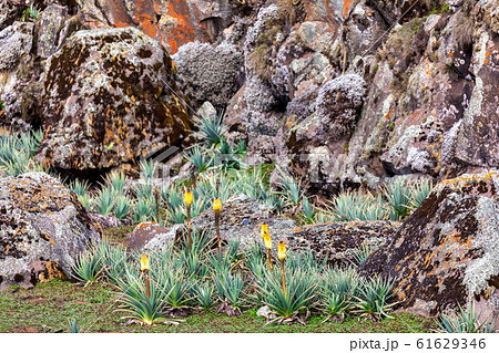 flower of Kniphofia foliosa, Bale Mountains, 61629346