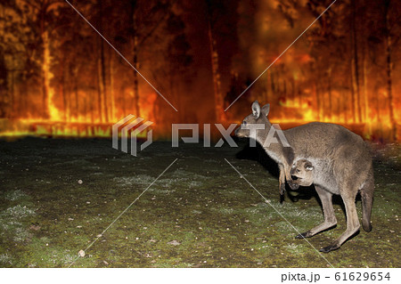 Kangaroo escaping from Australia bush fire 61629654