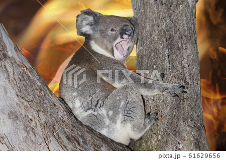 yelling crying koala in australia bush fire 61629656