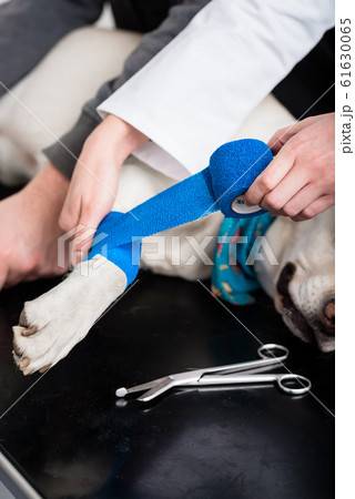 Close-up of a dog leg getting bandage 61630065