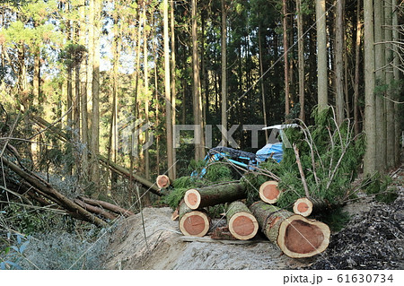 伐採現場 61630734