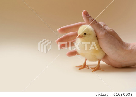Image of a newborn chicken, which is covered by a female palm. Image of a newborn chicken, which is covered by a female palm. 61630908