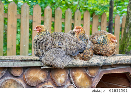 Speckled hens are sitting outdoors on a Sunny Speckled hens are sitting outdoors on a Sunny 61631591