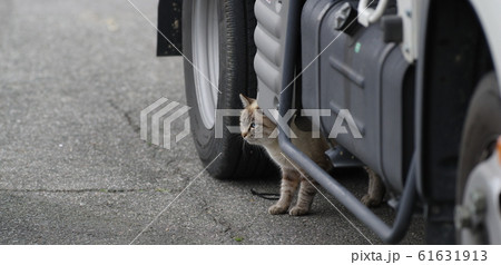 車の下に隠れた猫ちゃん 61631913