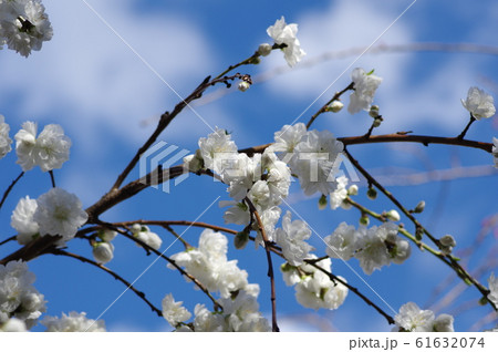白い桜 白い桜 61632074