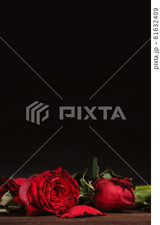 枯れる 枯 しおれるの写真素材