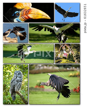 Beautiful collage of different birds Beautiful collage of different birds 61632651