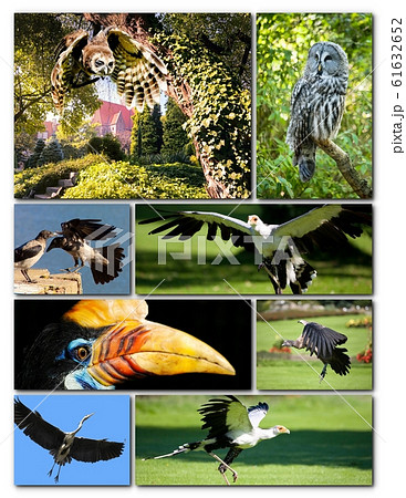 Beautiful collage of different birds Beautiful collage of different birds 61632652