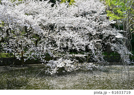 桜散る　水面 61633719