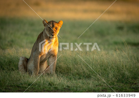 Lioness sits in tall grass watching camera 61633949