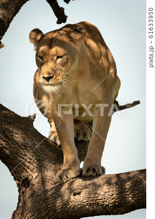 Lioness sits in tree in dappled sunlight 61633950