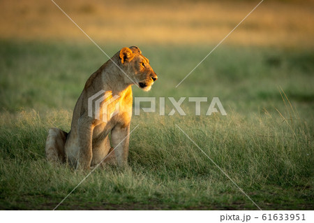 Lioness sits in tall grass staring right 61633951