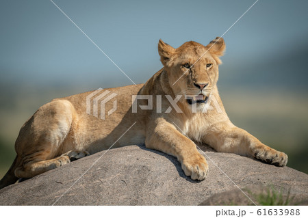 Lioness lying on rock with blurred background 61633988