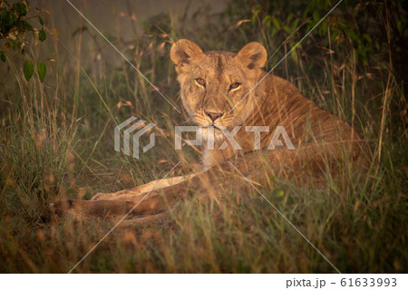 Lioness lying in long grass with catchlights Lioness lying in long grass with catchlights 61633993